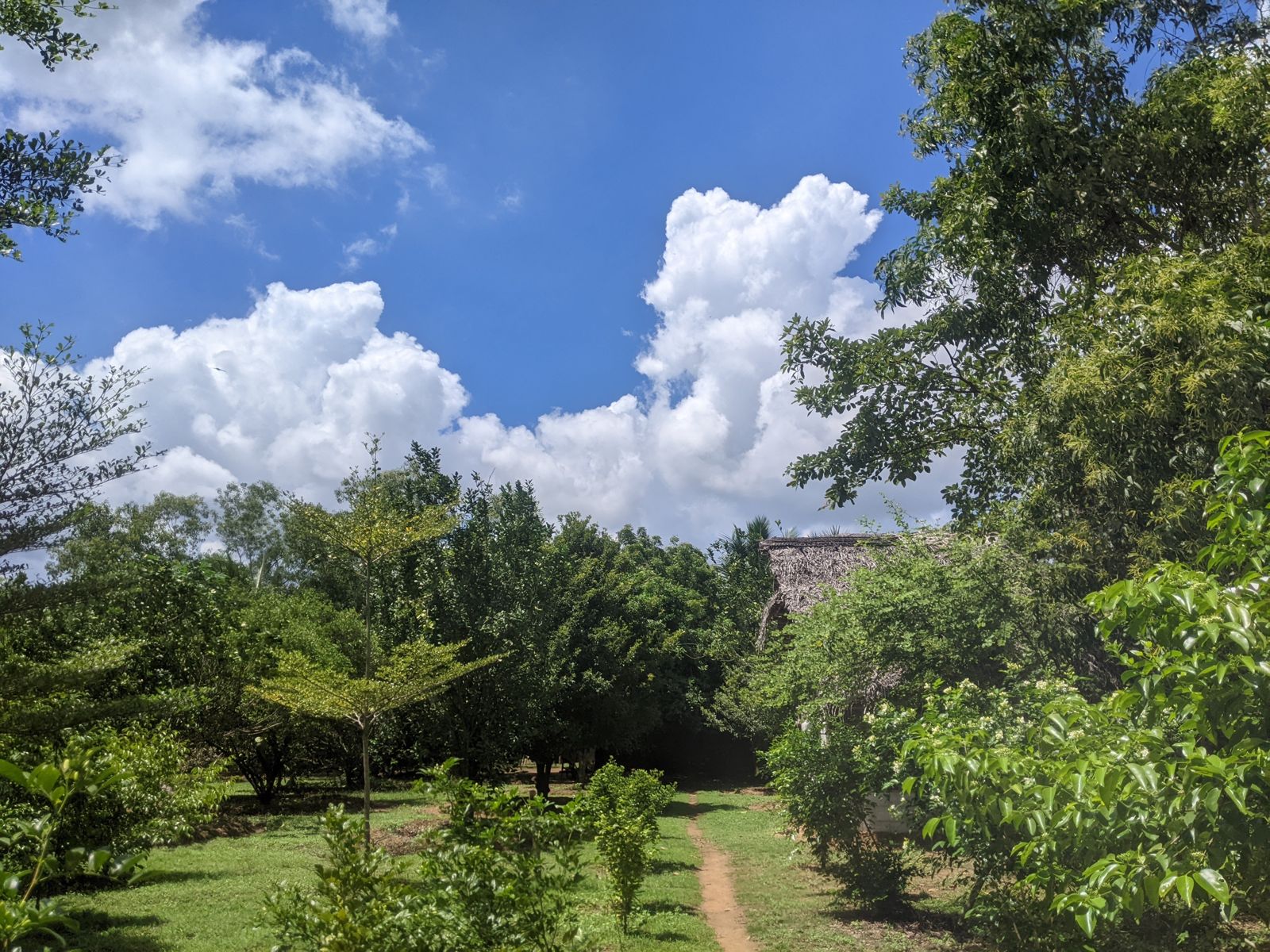 A path through green trees under a blue sky with white clouds, Auroville.